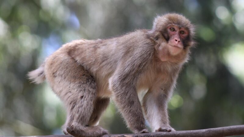 Macaque