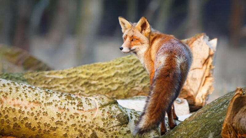 Making a Healthy Environment for Tree-Climbing Foxes