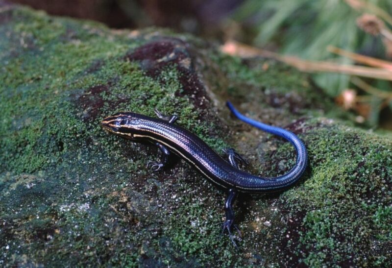 Most Common Lizards in Florida