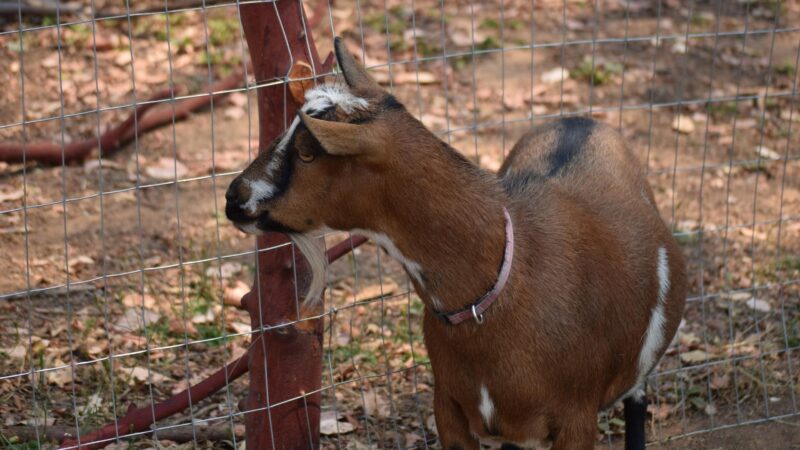 Nigerian Dwarf Goat