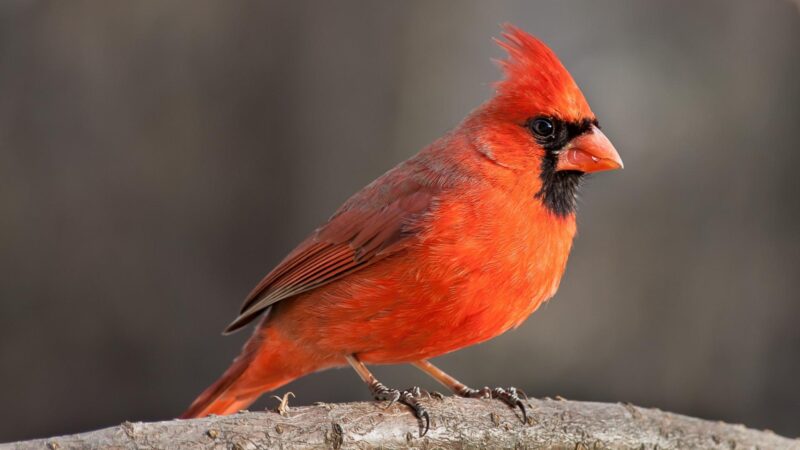 Northern Cardinal