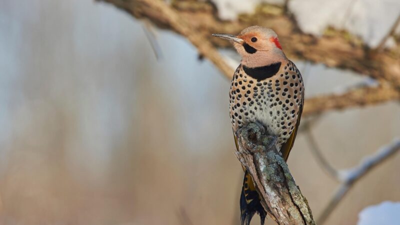 Northern Flicker