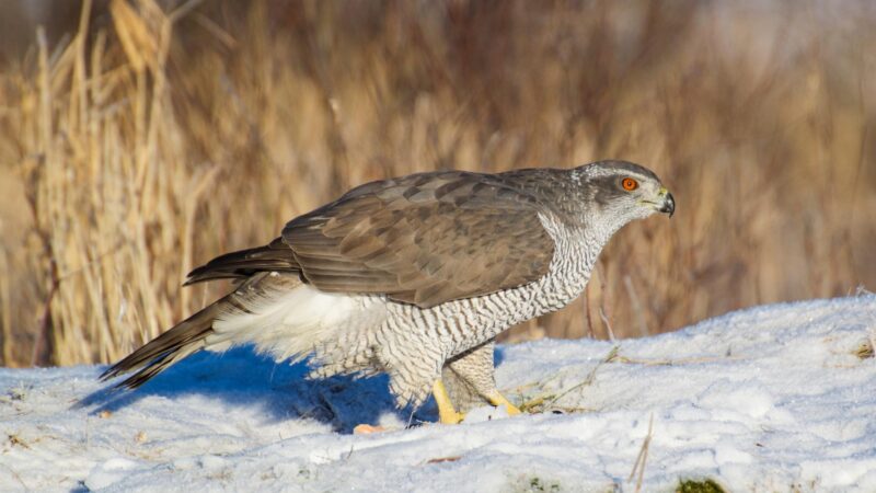 Northern Goshawk