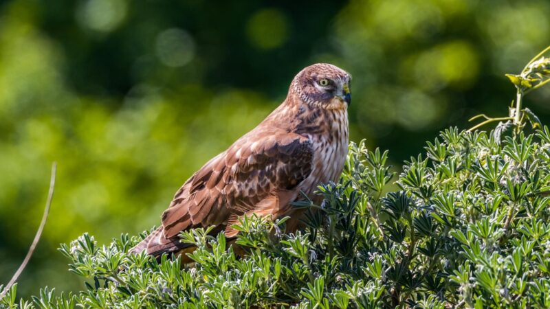 Northern Harrier