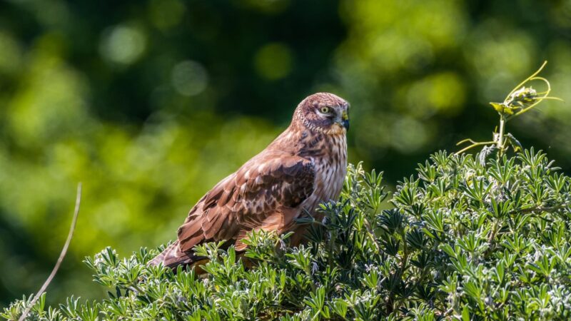 Northern Harrier.