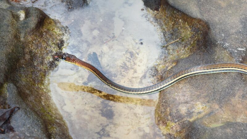 Northern Ribbon Snake