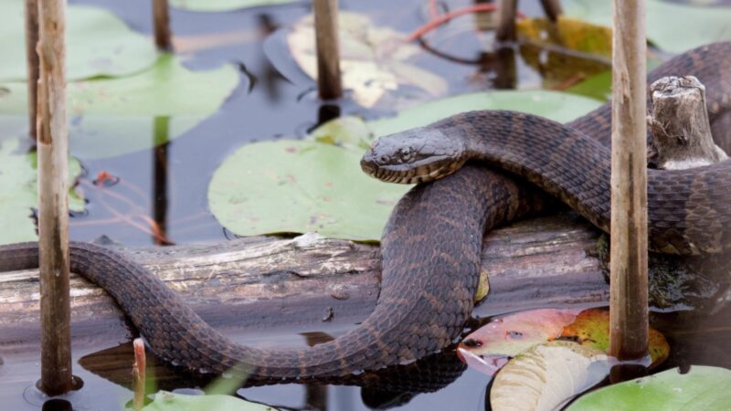 6 Water Snakes in Michigan | The Ultimate Guide - EXOtella