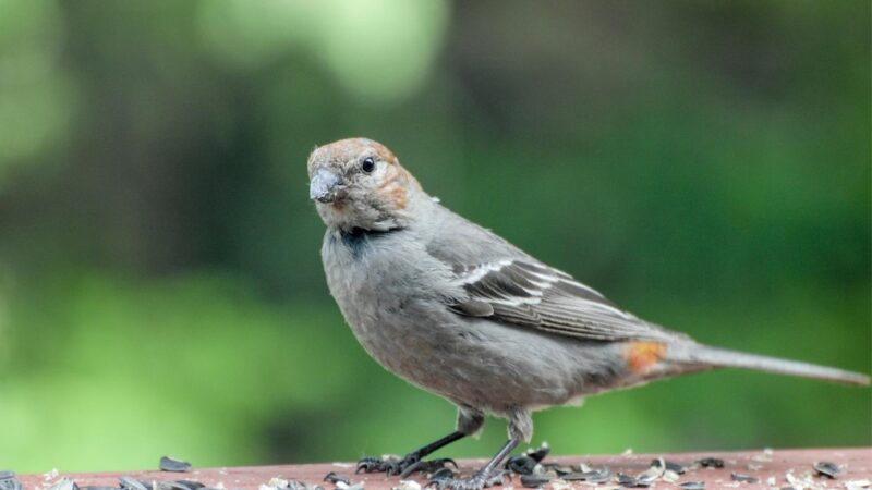 Pine Grosbeak