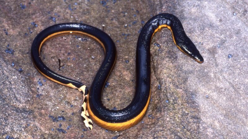 Plain-Bellied Water Snake