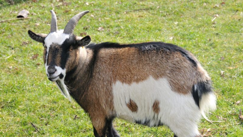 Pygmy Goat