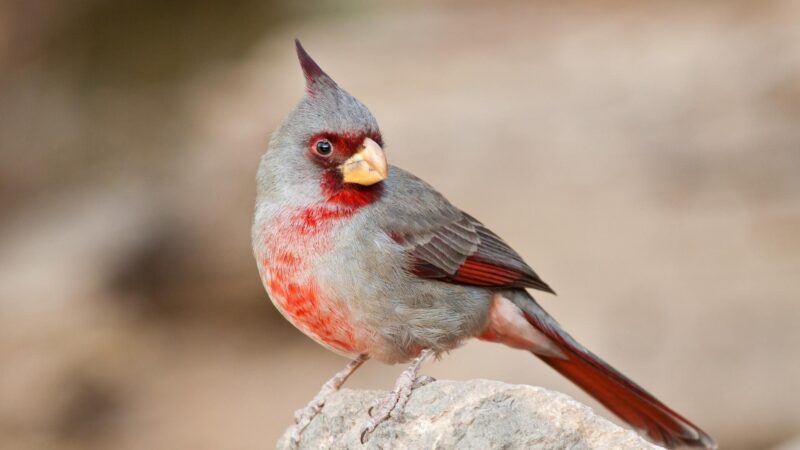 Pyrrhuloxia