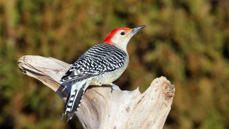 Red-Bellied Woodpecker