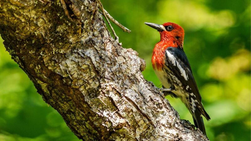 Red-Breasted Sapsucker