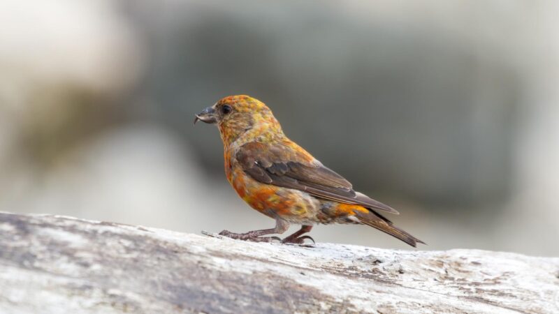 Red Crossbill