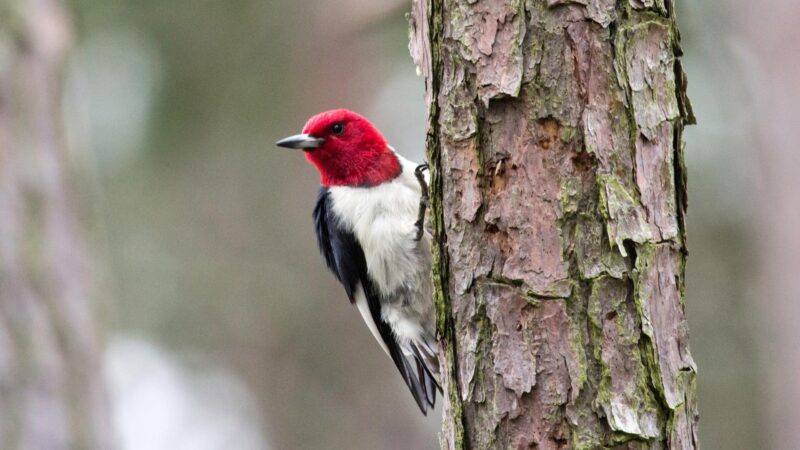 Red-Headed Woodpecker