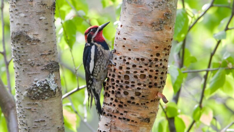 Red-Naped Sapsucker