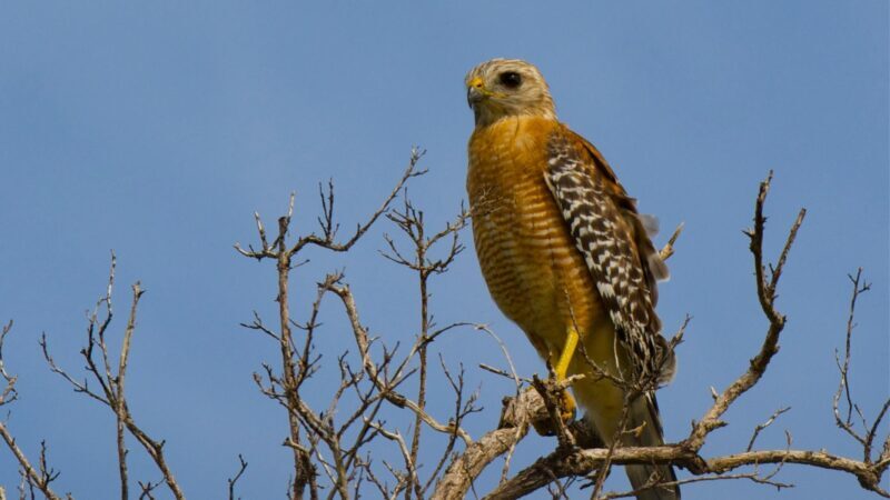 Red-Shouldered Hawk