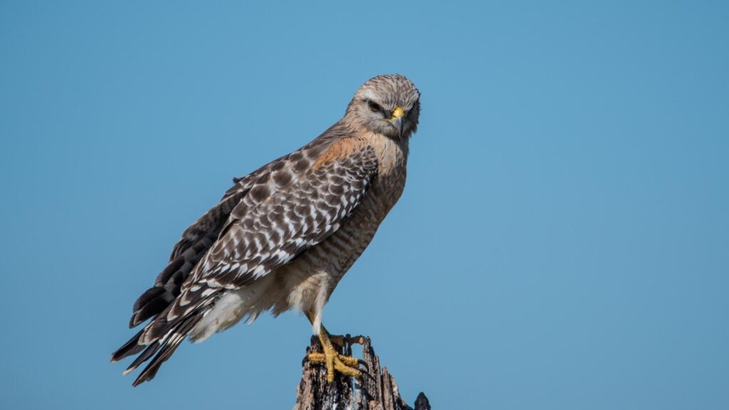 Red-Shouldered Hawk.