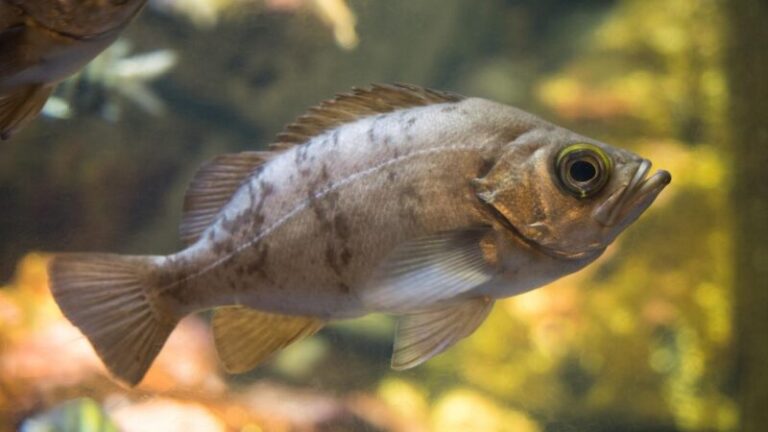 15 Fish With Big Eyes | All You Need to Know! - EXOtella