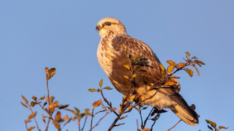 Rough-Legged Hawk