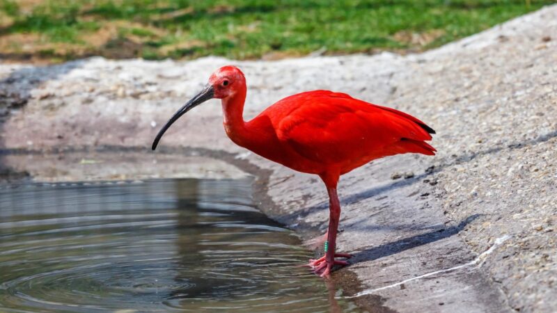 Scarlet Ibis