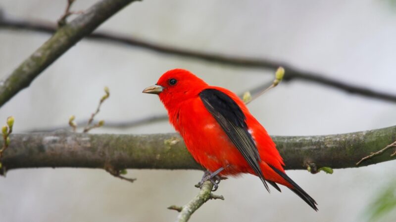 Scarlet Tanager