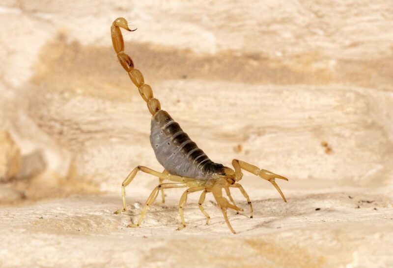 Scorpions in Texas to Watch Out For