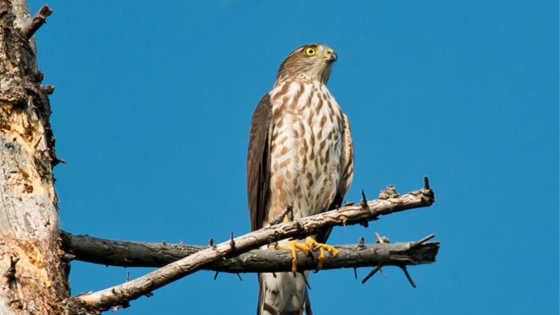 Sharp-Shinned Hawk