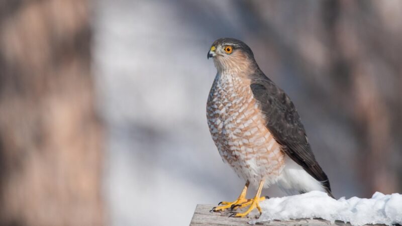 Sharp-Shinned Hawk.