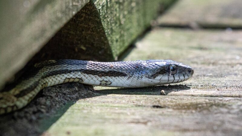 Southern Water Snake