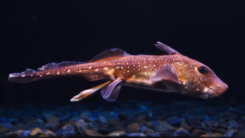 Spotted Ratfish