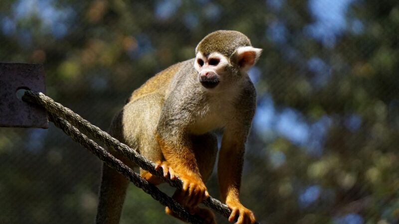 Squirrel Monkey