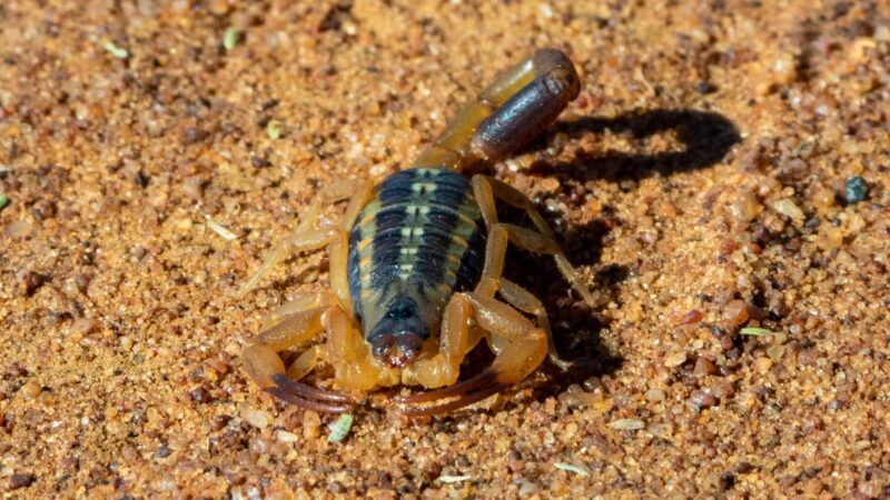 Striped Bark Scorpion