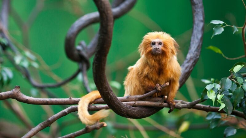 Tamarin