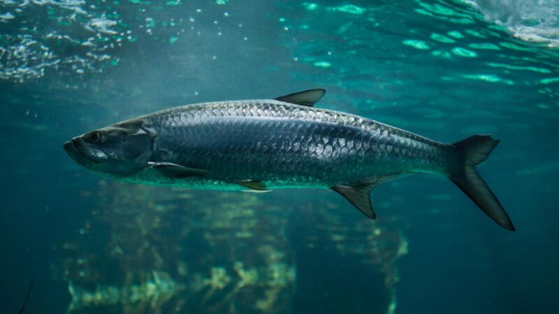 Tarpon