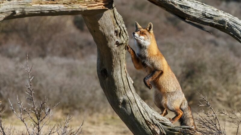 Traits That Help Foxes Climb Trees