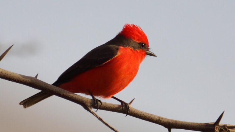 Vermilion Flycatcher