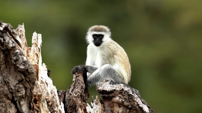 Vervet Monkey