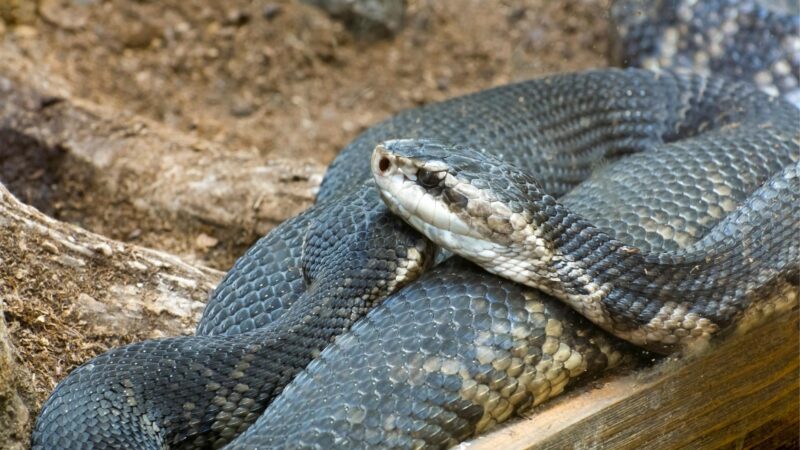 Water Moccasin