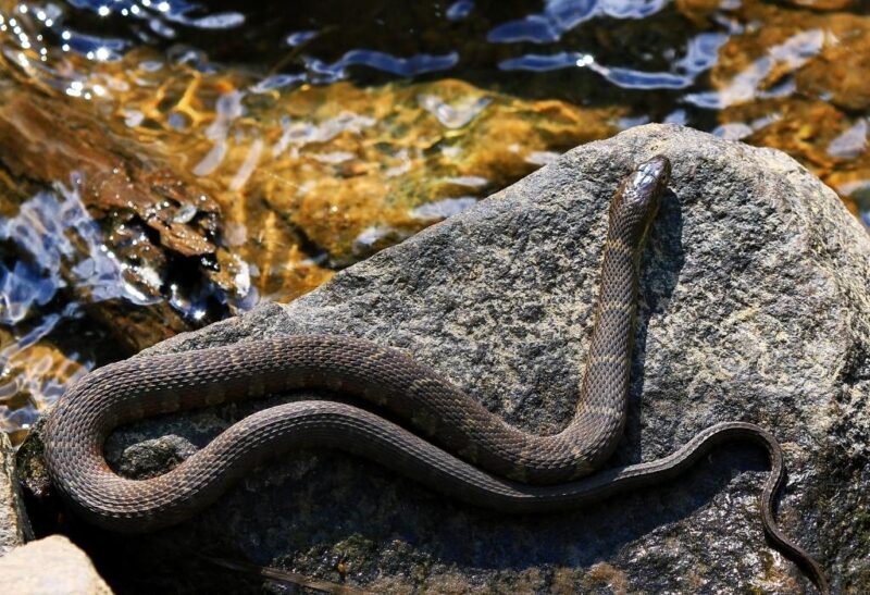 Water Snakes in Ohio