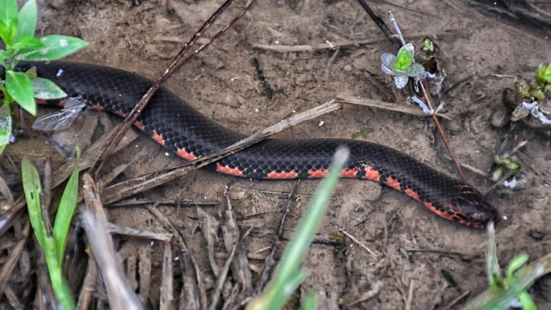 Western Mud Snake