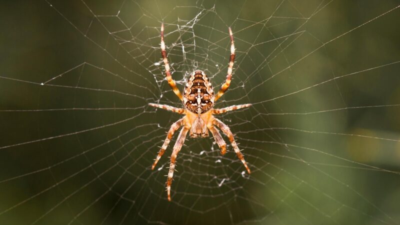 What to Consider in Giving Spiders a Name