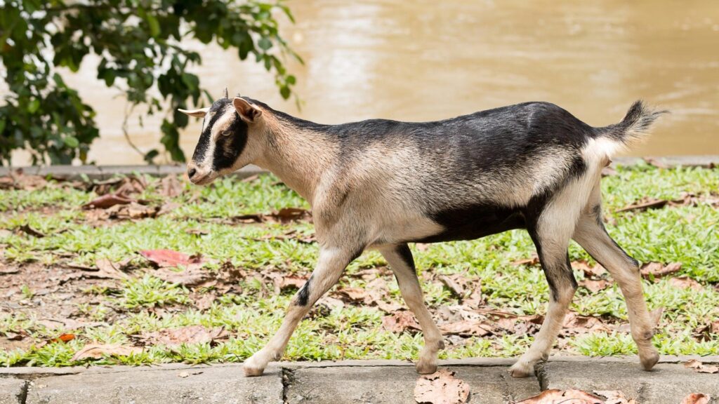 What to Consider in Naming Your Pet Goat