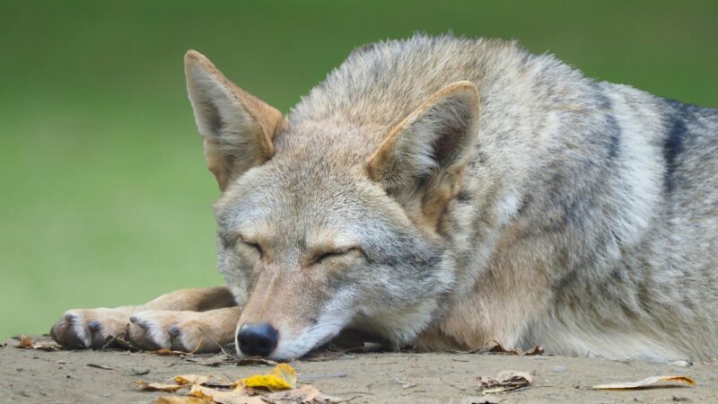 Where Do Coyotes Sleep