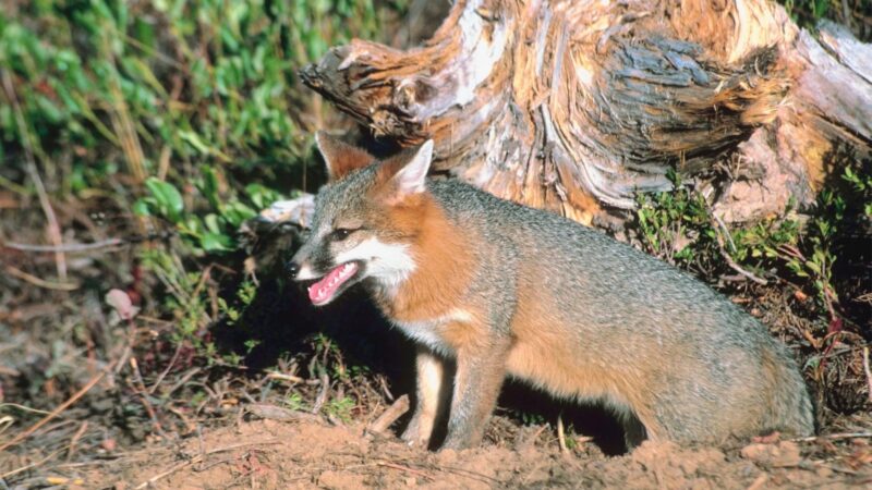 Which Fox Species Are Known for Their Tree-Climbing Abilities