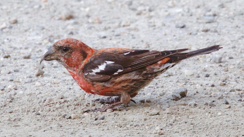 White-Winged Crossbill