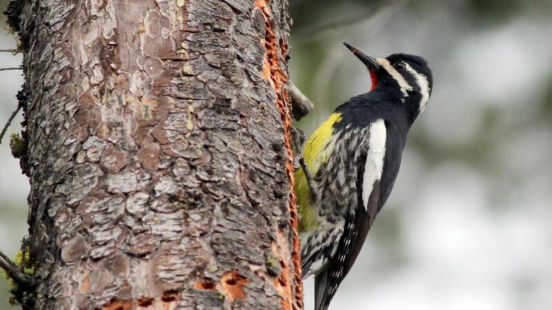 Williamson’s Sapsucker