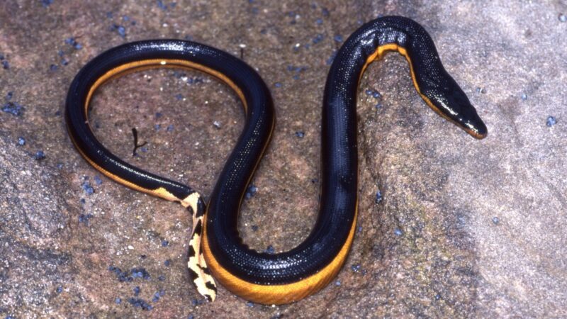 Yellow-Bellied Water Snake