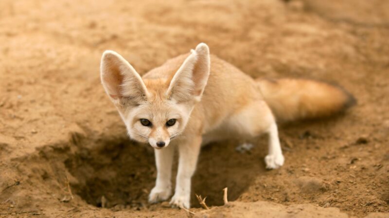 Where Do Foxes Live? | Habitat and Facts! - EXOtella