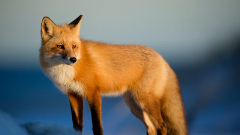 Are Foxes Bad to Have Around